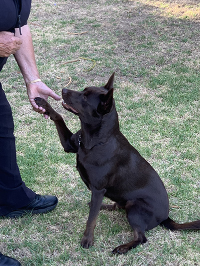 Queen Street Dog Show