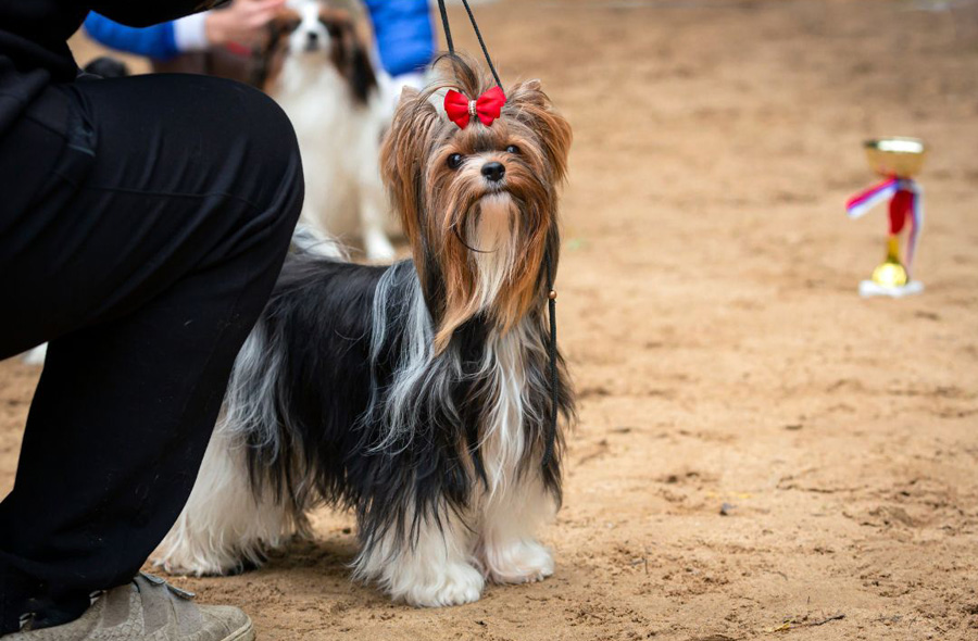 Queen Street Dog Show