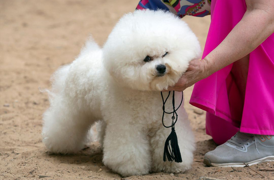 Queen Street Dog Show