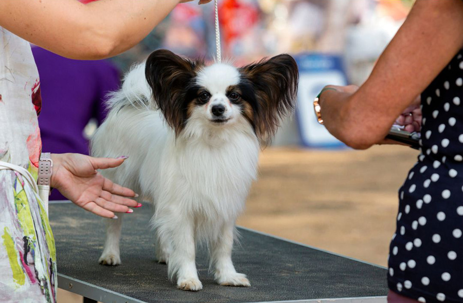 Queen Street Dog Show