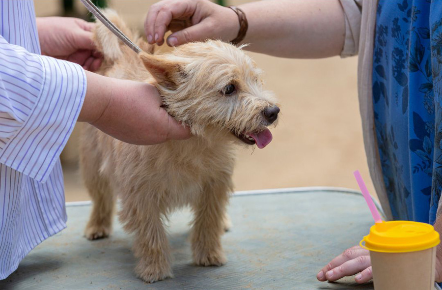 Queen Street Dog Show